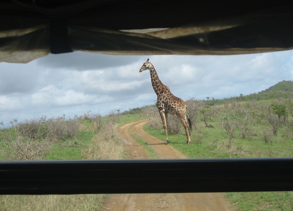 Safari Hluhluwe park- overstekende giraffe